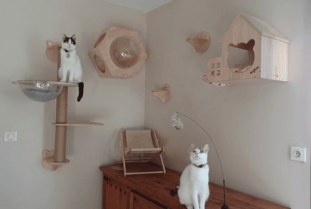 image de couverture 1FIL À LA PATTE