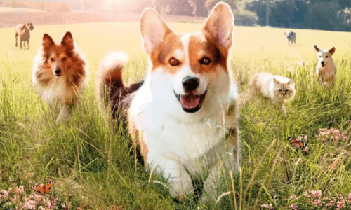 image de couverture BEAPHAR