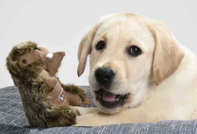 image de couverture TOPZOO